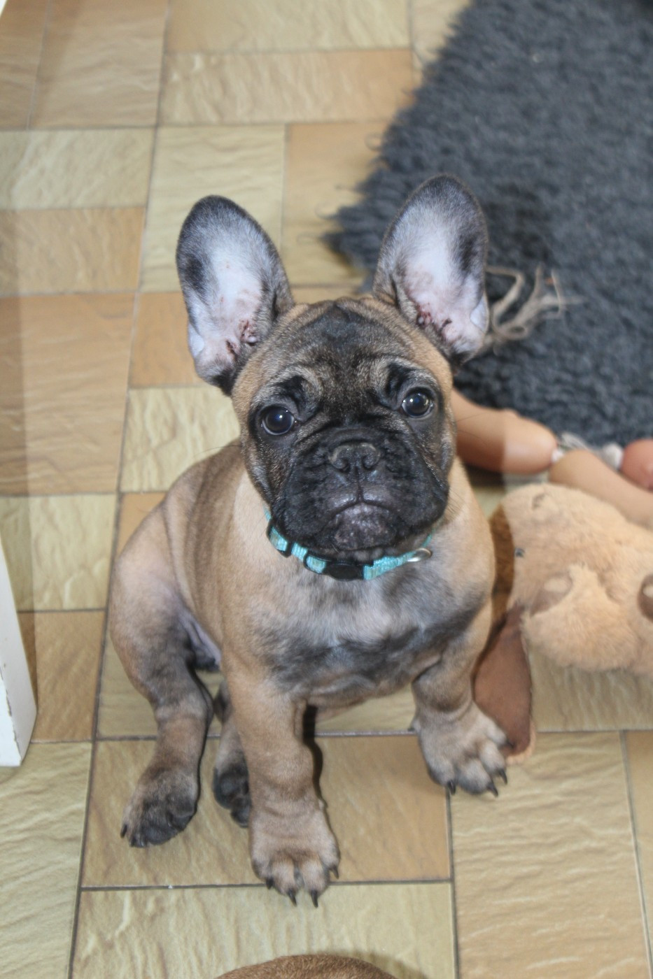 Des Songes D'Haylie - Chiots disponibles - Bouledogue français