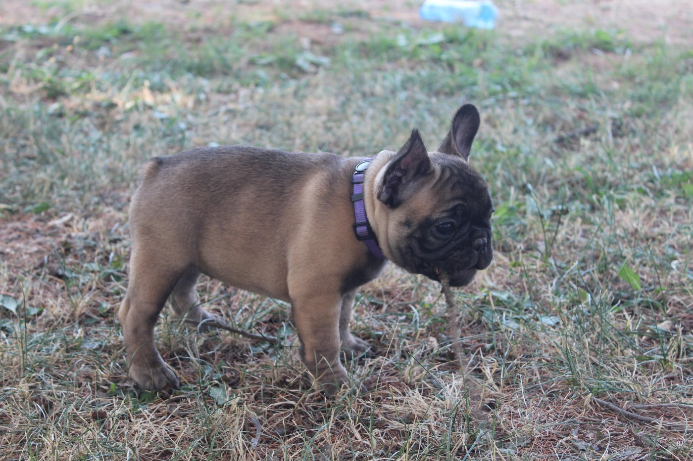 Des Songes D'Haylie - Chiots disponibles - Bouledogue français